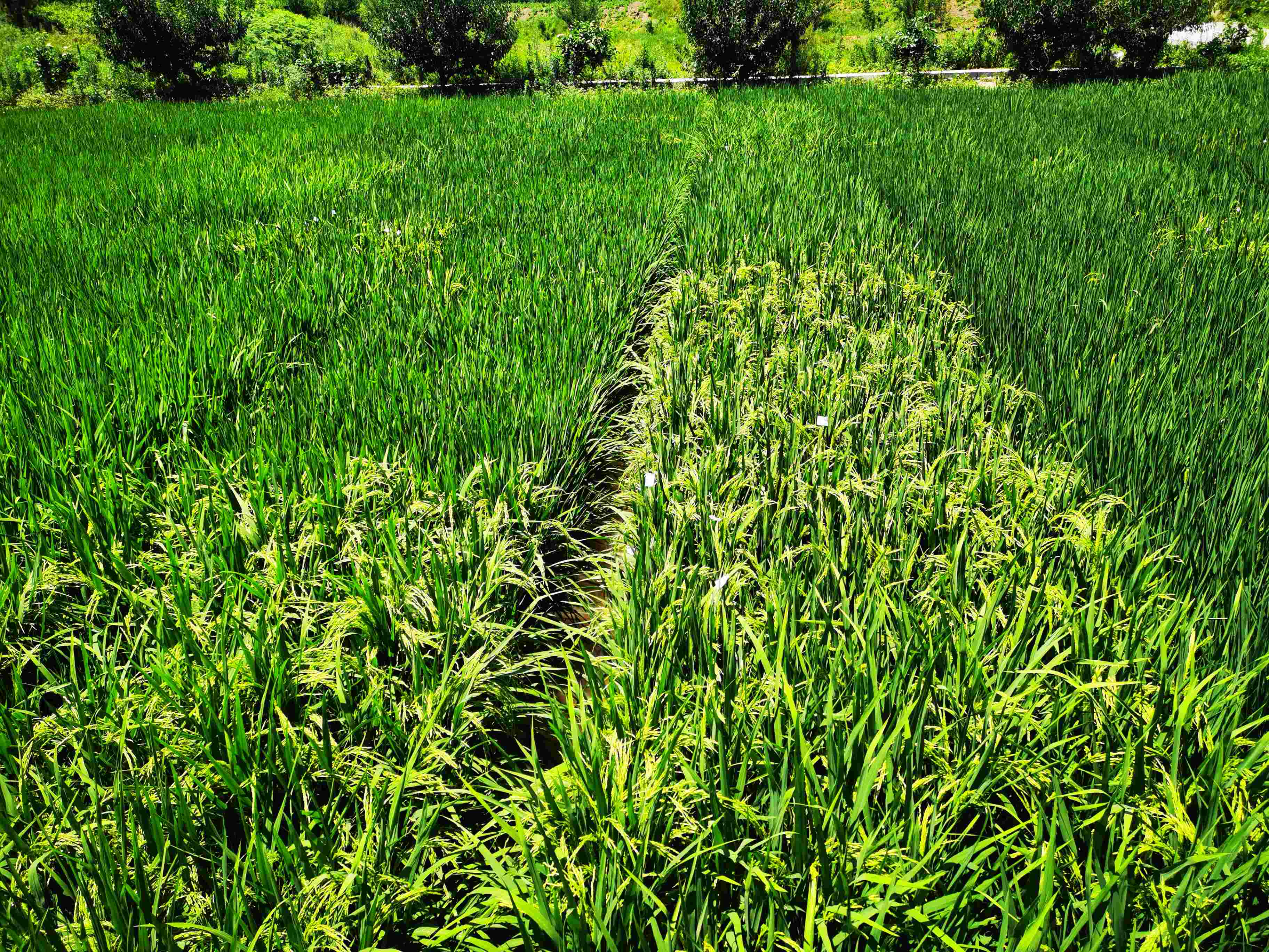 四川种业集团赴泰丰种业调查调研