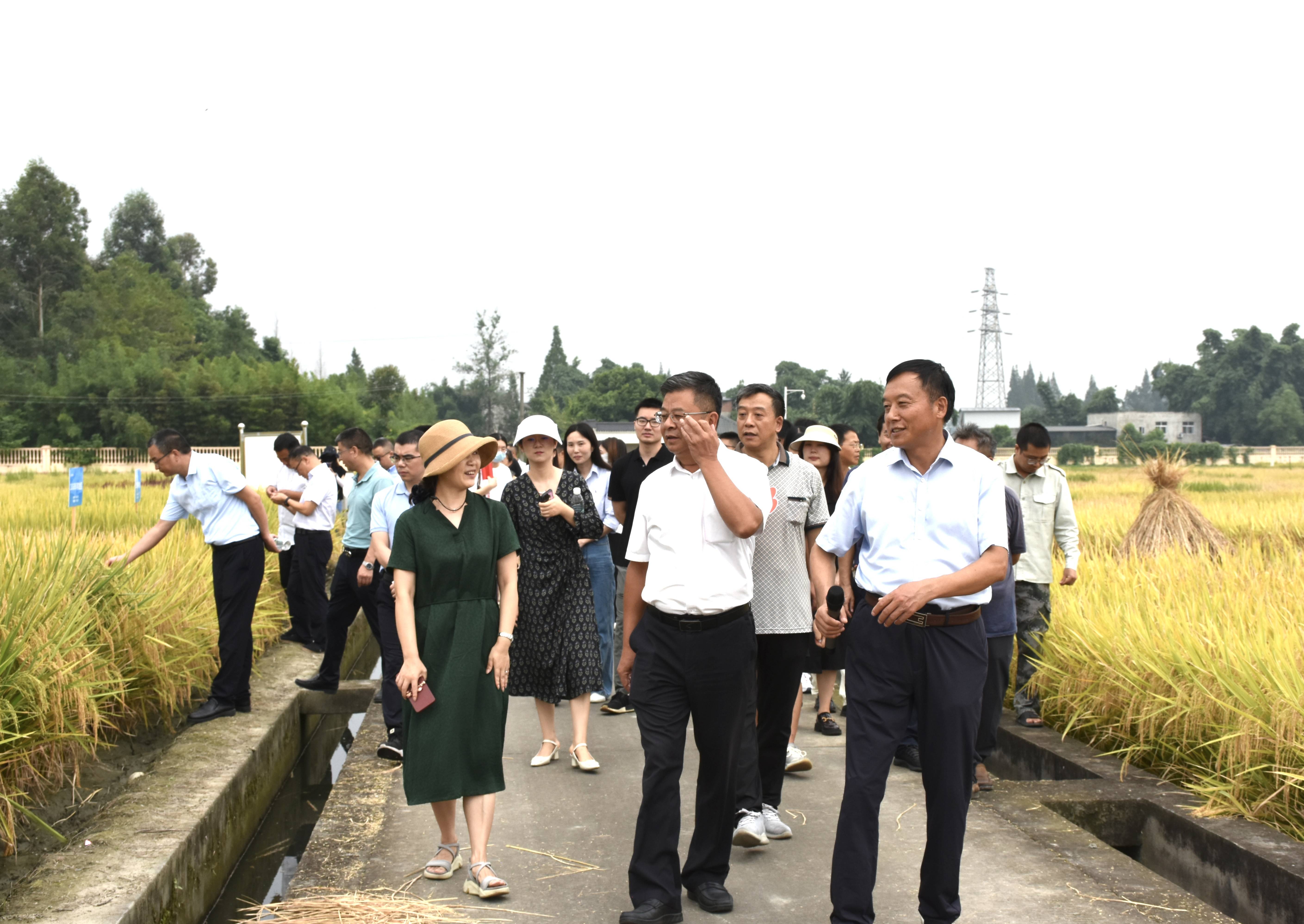 2023年9月6日今年会 省农科院作物钻研所结合发展水稻种业“科创+”党建活动1（邓皓然拍摄）(1).jpg