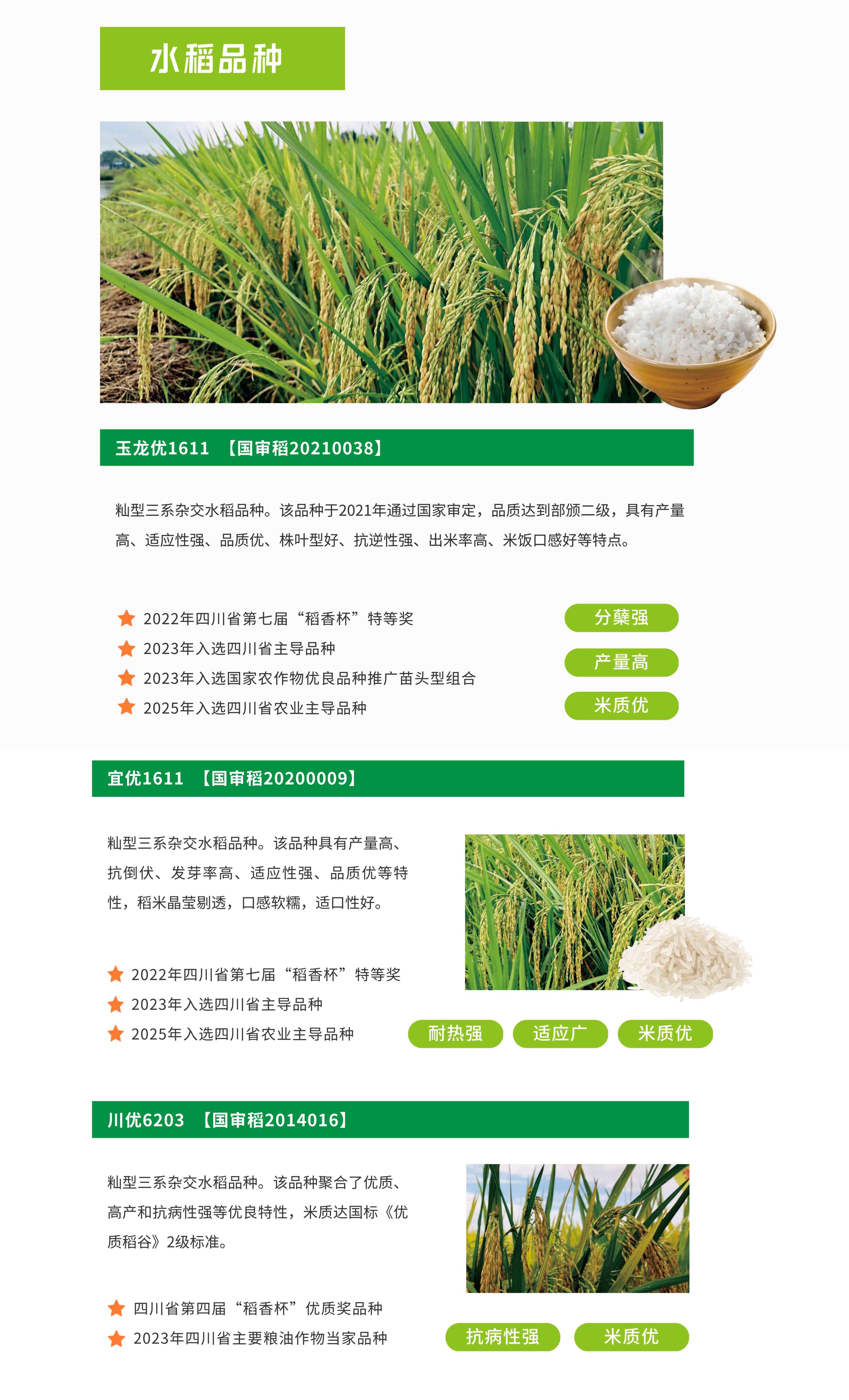 6.4主推水稻长图_conv (1).jpg