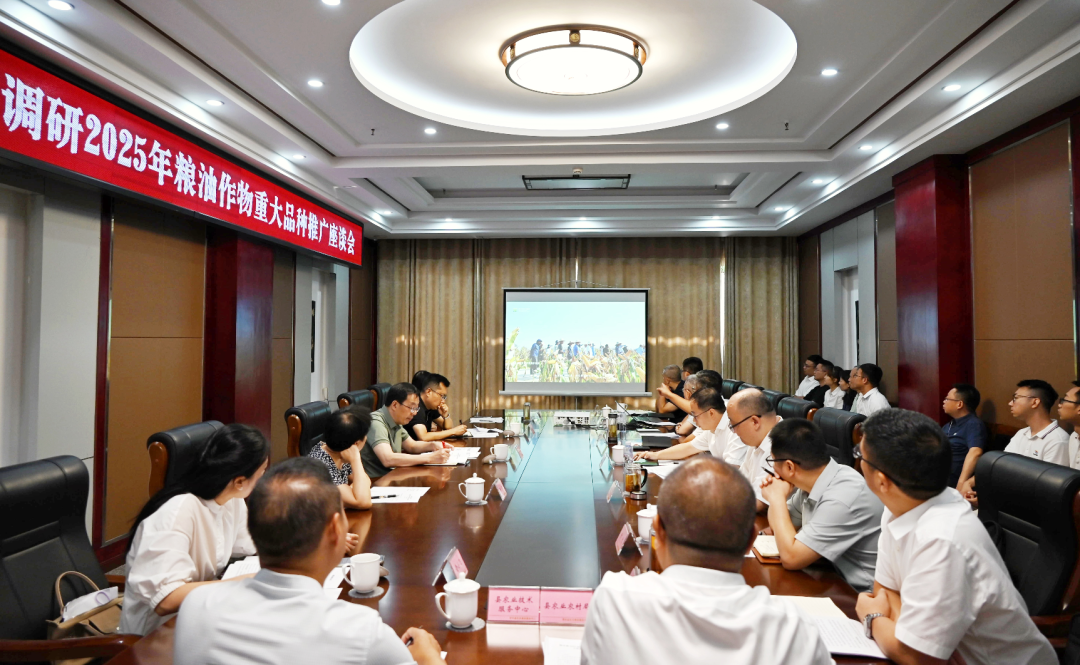 省农业村落厅调研2025年粮油作物沉大种类推广工作 今年会作专题汇报