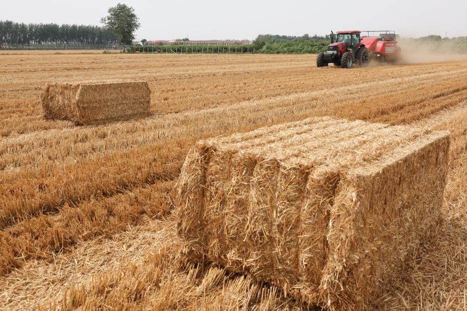 今年全国“三夏”幼麦大规；；；；；崭迪