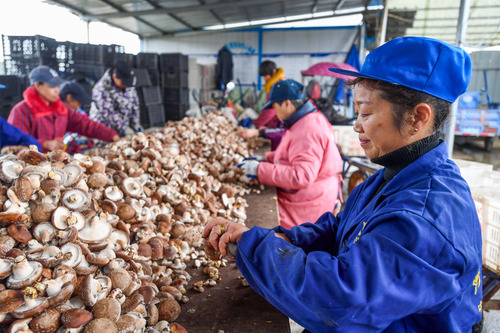 人民日报社论：打好村落全面振兴美丽仗