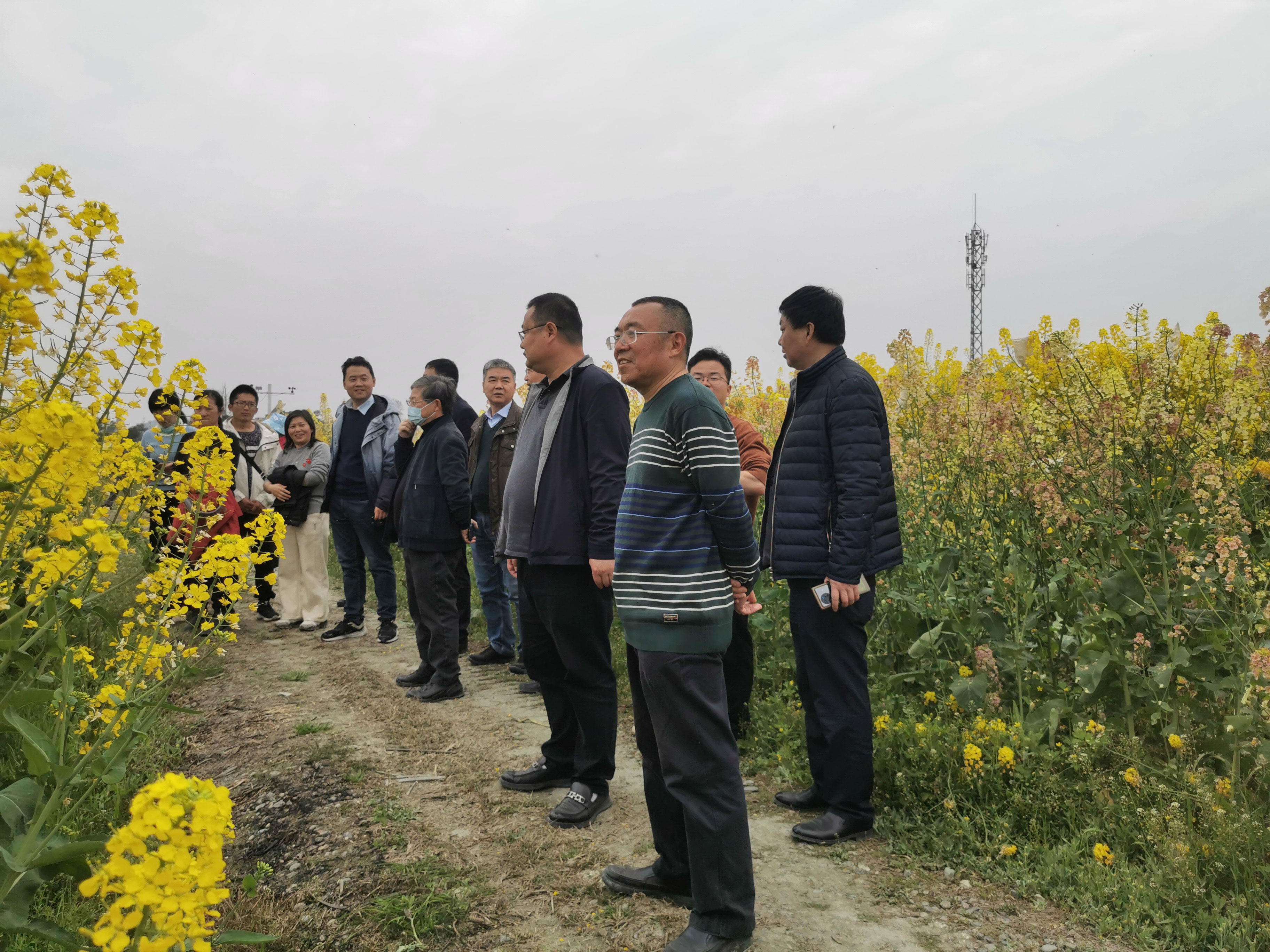 今年会科创中心4个油菜育种新资料通过鉴定