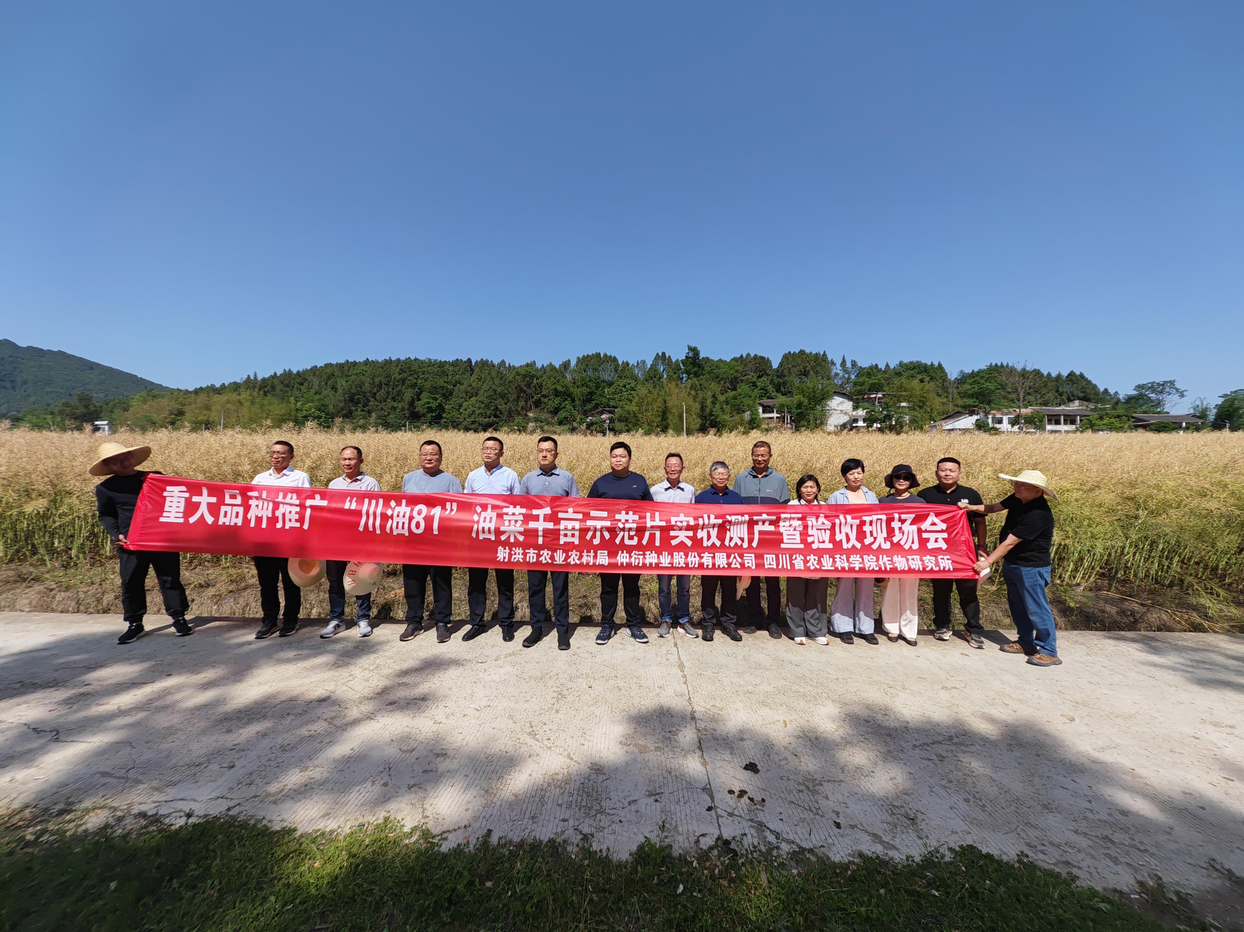 仲衍种业发展项目测产现场会，，，，，，，，多个油菜种类测产阐发亮眼