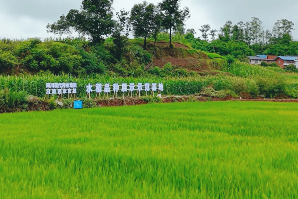 解密低镉水稻种类|优选“一粒种” 种出“安心粮”