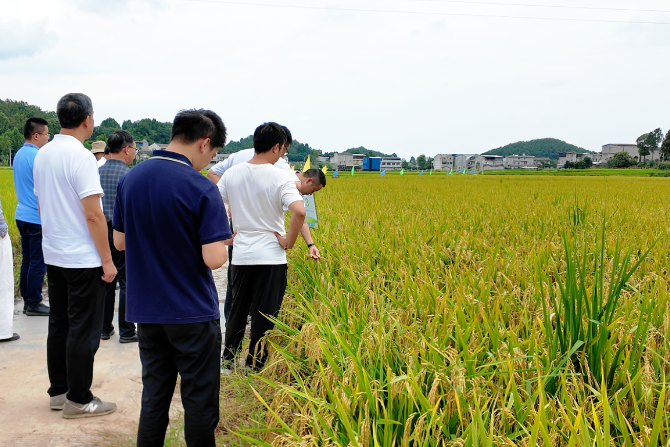 9月9日，，，，，，，德阳什邡市水稻新种类新技术观摩现场。。。。ê噩B箐拍摄）.png