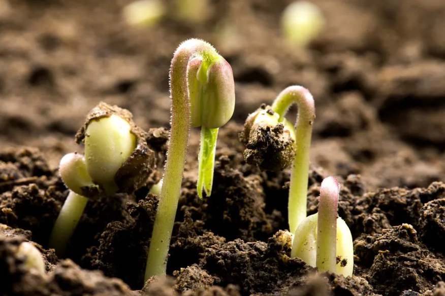 国度育种结合攻关工作推动视频会召开