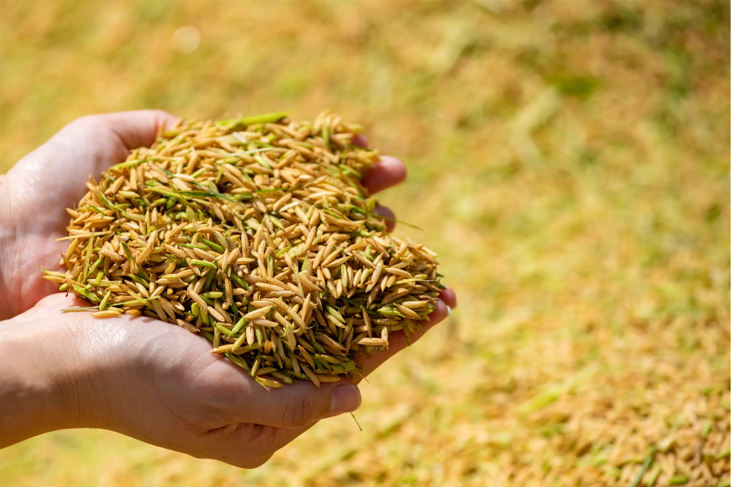 2025年早稻总产量570.3亿斤 早稻亩产初次突破400公斤