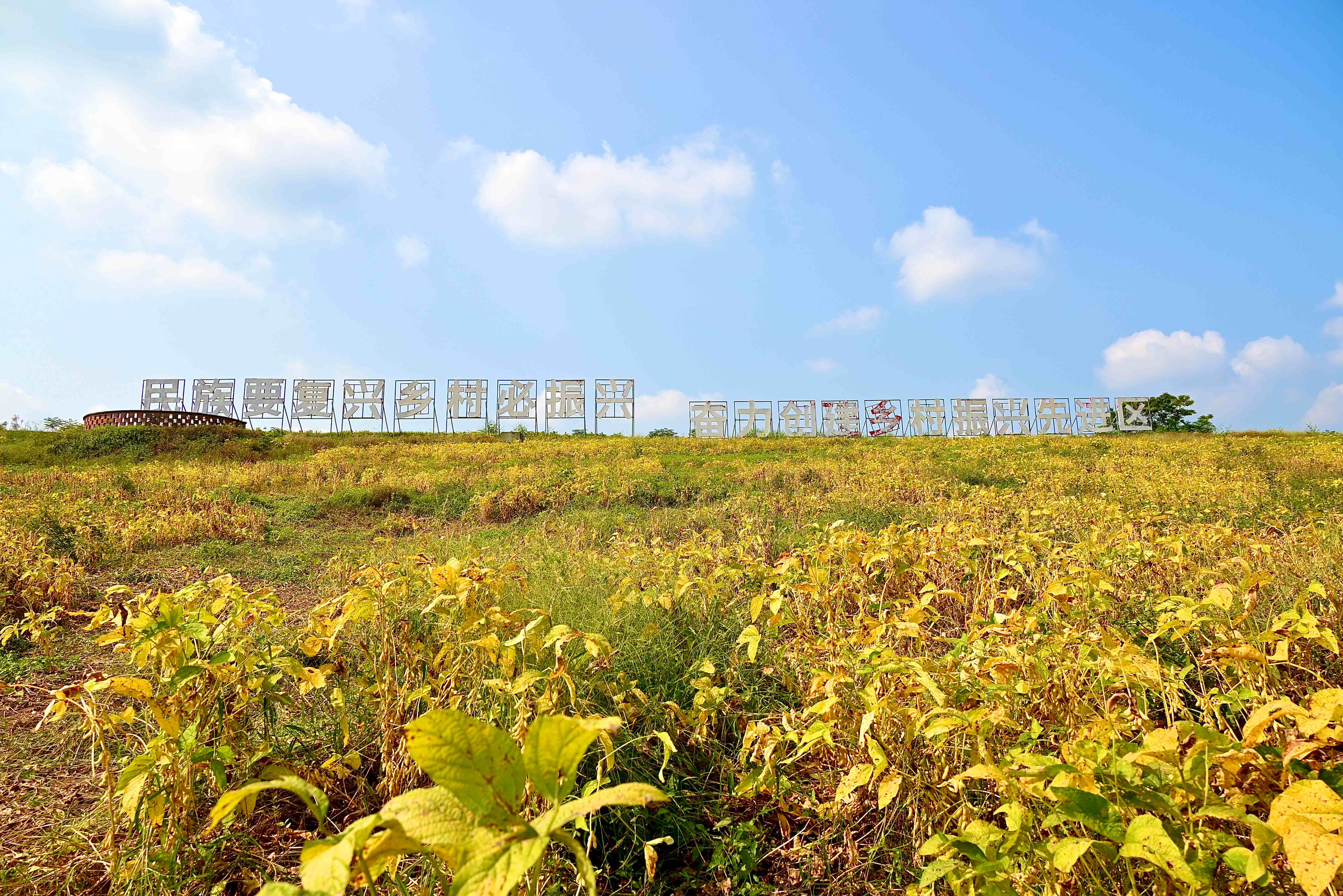 结出鼓满“金豆豆” 田间奏响“丰登曲”