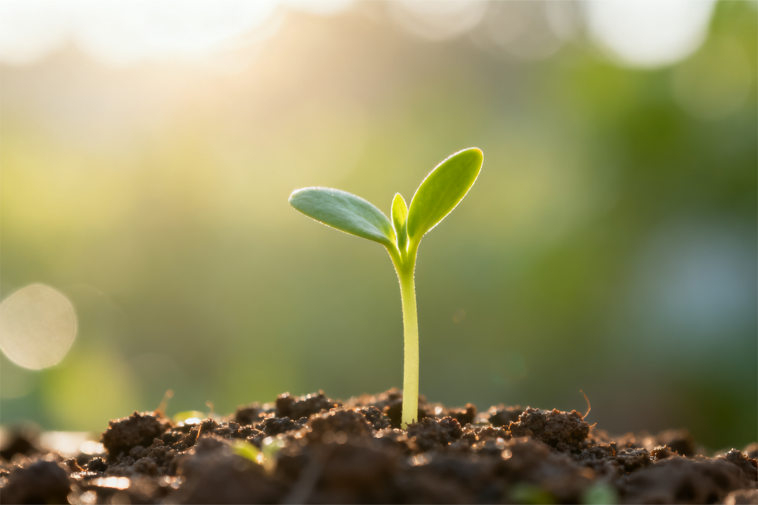 农业村落部召开全国现场会 部署深刻执行种业振兴行动沉点工作