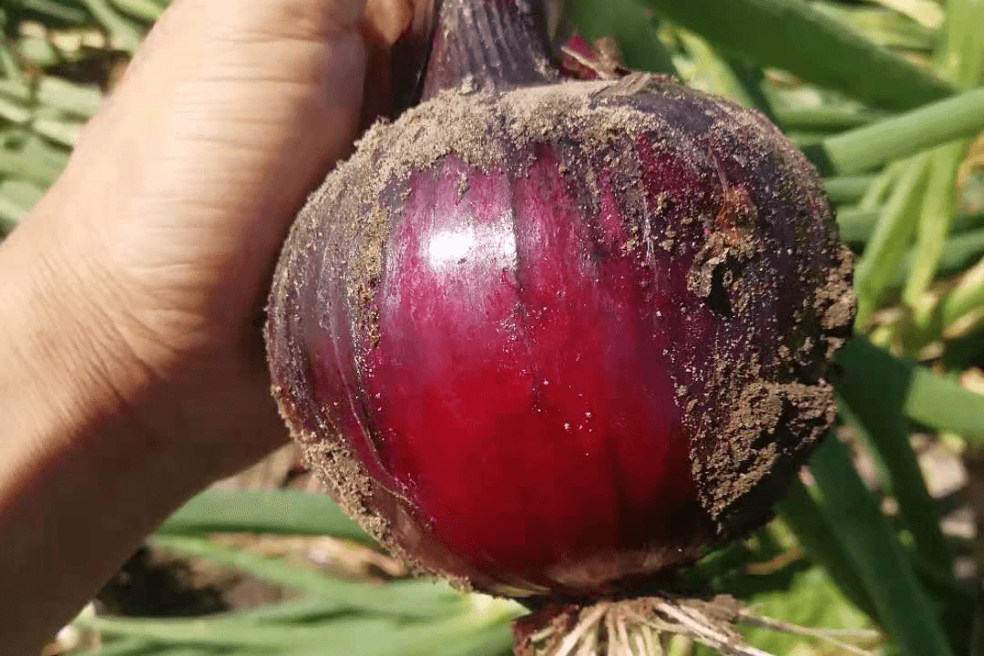 科威红16号（紫）