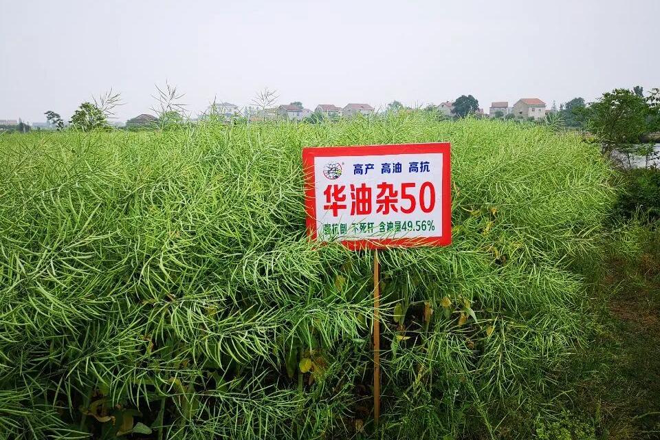 ?华油杂50【GPD油菜(2017)420204】